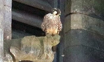Lincoln Cathedral News - Another great year for the Peregrines of Lincoln Cathedral