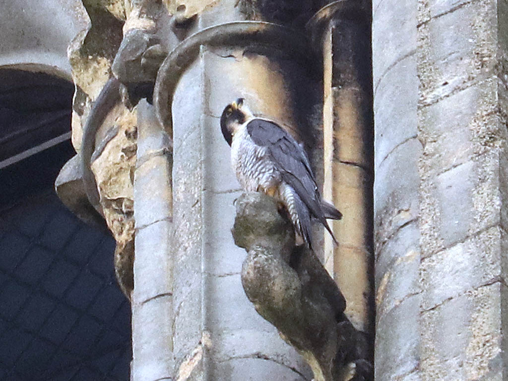 Peter Lincoln Cathedral