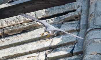 Lincoln Cathedral News - Live Peregrine cam watching for chicks to hatch