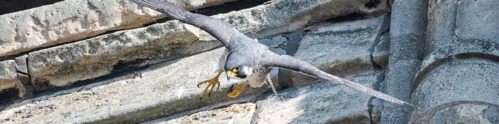 Live Peregrine Cam Watching For Chicks To Hatch Lincoln