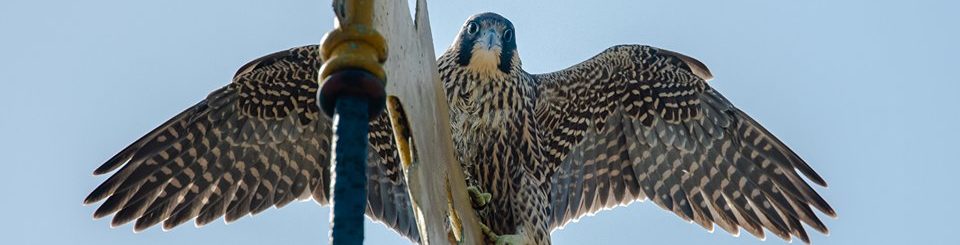 Peregrine Photography Tour Takes To The Top Of The Tower